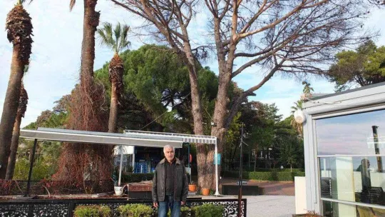 Balıkesir Ören Sahili'nde kuruyan ağaçlar tedirgin etti