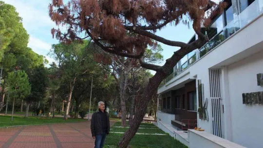 Balıkesir Ören Sahili'nde kuruyan ağaçlar tedirgin etti