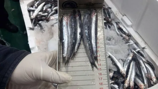 Balıklar boy boy denetleniyor