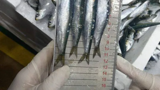 Balıklar boy boy denetleniyor