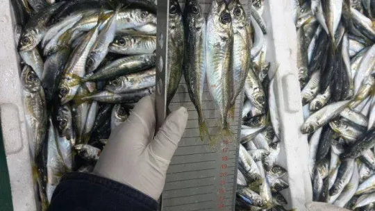 Balıklar boy boy denetleniyor