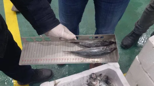 Balıklar boy boy denetleniyor