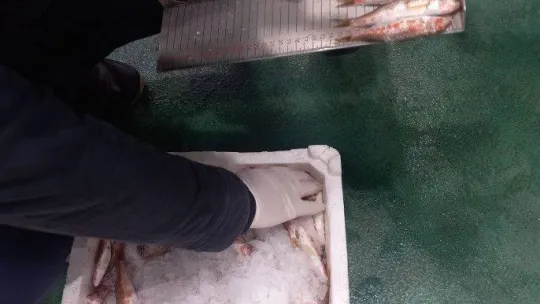 Balıklar boy boy denetleniyor