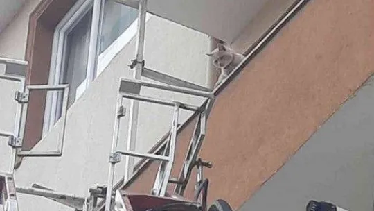 Balkonda mahsur kalan kediyi itfaiye ekipleri kurtardı