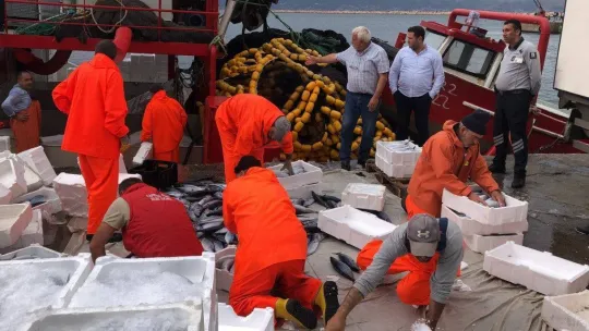 Bandırma'da palamut akını devam ediyor