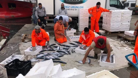 Bandırma'da palamut akını devam ediyor