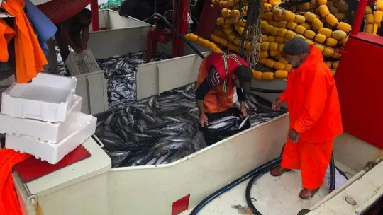 Bandırma'da palamut akını devam ediyor