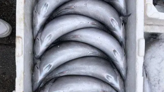 Bandırma'da palamut akını devam ediyor