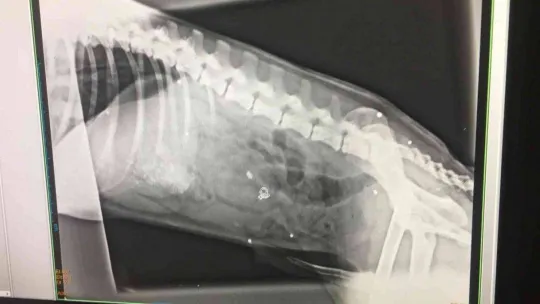 Bandırma Yenisığırcı Mahallesi'nde hayvan katliamı