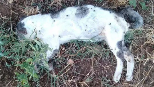 Bandırma Yenisığırcı Mahallesi'nde hayvan katliamı