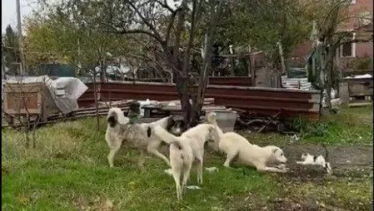 Başıboş köpeklerin parçalayacağı kediyi vatandaş kurtardı