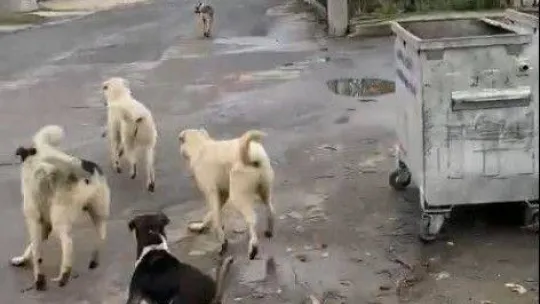Başıboş köpeklerin parçalayacağı kediyi vatandaş kurtardı