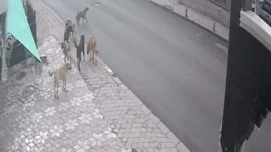 Başıboş köpeklerin saldırdığı vatandaşın yaşadığı dehşet kamerada