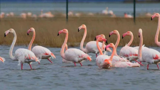 Başkan Metin Oral: 'Hersek Lagünü çok değerli bir sulak alandır'