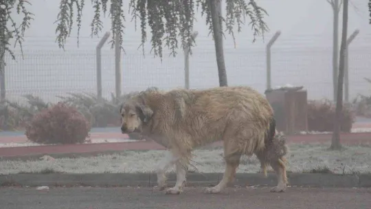 Başkent sis tabakası içinde kayboldu