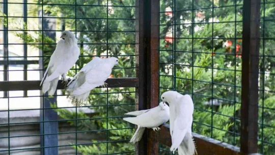 Başkentin 5 beyazı öğrencilere tanıtılıyor