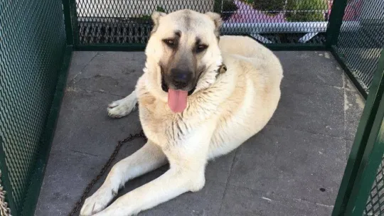 Başkentte Sivas rüzgarı esti