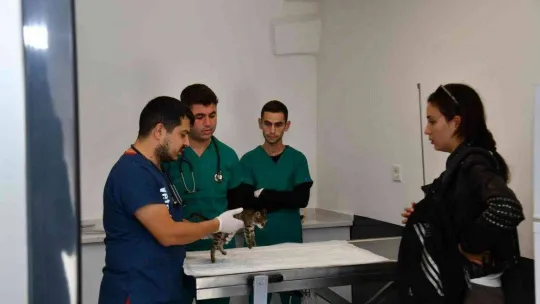 B.B.B.'den, Edremit'e sokak hayvanları tedavi merkezi