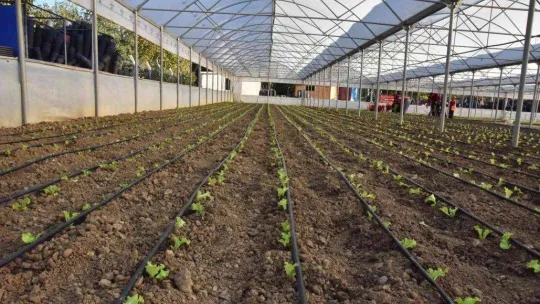 Belediyeden ihtiyaç sahiplerine marul desteği