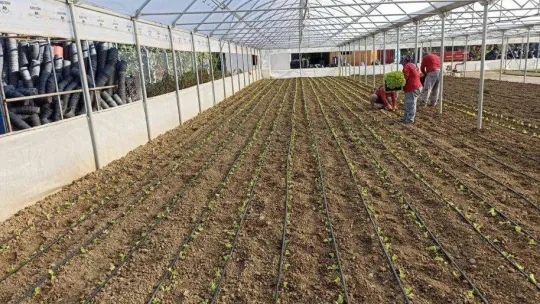 Belediyeden ihtiyaç sahiplerine marul desteği