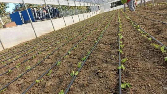 Belediyeden ihtiyaç sahiplerine marul desteği