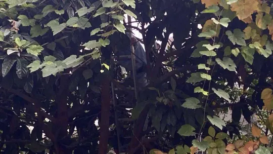 Beşiktaş'ta ilginç olay: Kedisini kurtarmak isterken ağaçta mahsur kaldı