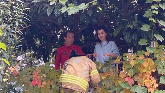 Beşiktaş'ta ilginç olay: Kedisini kurtarmak isterken ağaçta mahsur kaldı