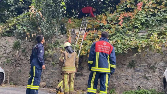Beşiktaş'ta ilginç olay: Kedisini kurtarmak isterken ağaçta mahsur kaldı
