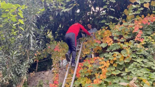 Beşiktaş'ta ilginç olay: Kedisini kurtarmak isterken ağaçta mahsur kaldı