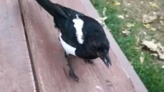 Besleyip iyileştirdiği karga, her gün ziyaretine geliyor