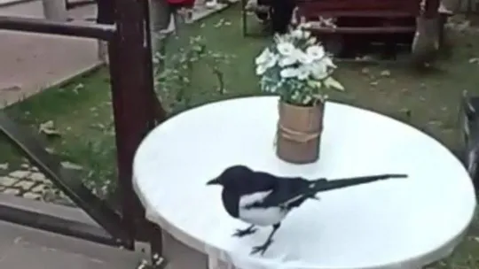 Besleyip iyileştirdiği karga, her gün ziyaretine geliyor