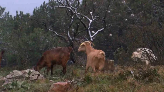 Beyaza bürünen Aydos Tepesi havadan görüntülendi