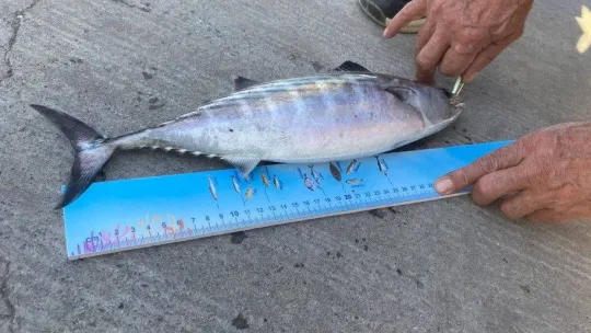 Beykoz'da 200 kişinin katıldığı 'Balık Tutma Yarışması' renkli görüntüler oluşturdu