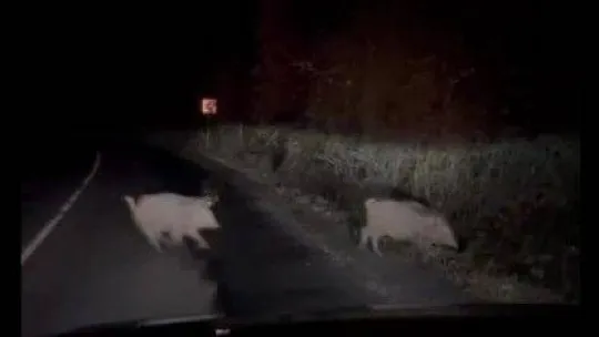 Beykoz'da aç kalan domuzlar yerleşim yerlerine indi