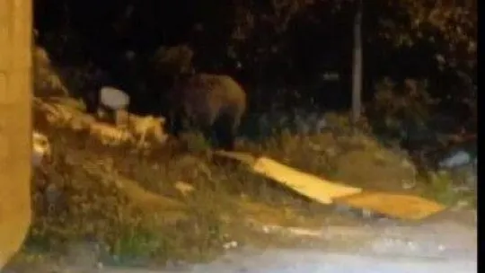 Beykoz'da aç kalan domuzlar yerleşim yerlerine indi