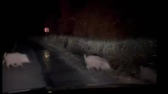 Beykoz'da aç kalan domuzlar yerleşim yerlerine indi