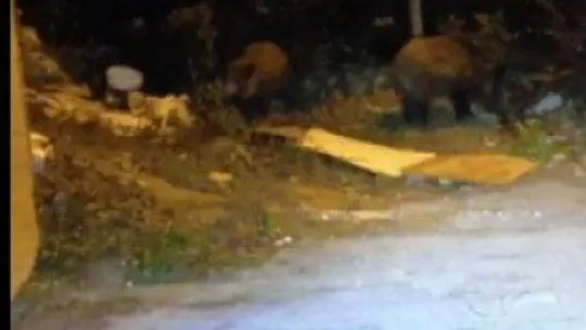 Beykoz'da aç kalan domuzlar yerleşim yerlerine indi