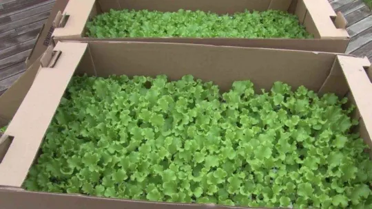 Beykoz'da çiftçilere 400 bin kışlık fide desteği