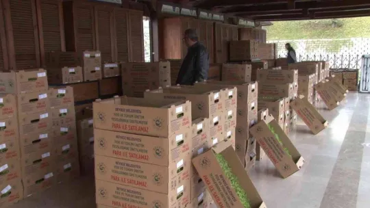 Beykoz'da çiftçilere 400 bin kışlık fide desteği