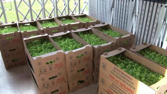 Beykoz'da çiftçilere 400 bin kışlık fide desteği