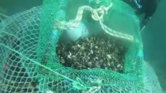 Beykoz'da kaçak avladıkları 1 ton midyeyi denizin 7 metre derinliğine sakladılar