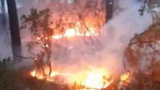 Beykoz'da orman yangını