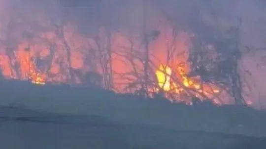 Beykoz'da orman yangını