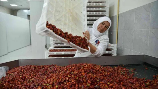 Biberiyede sezonun son ürünleri hasat ediliyor