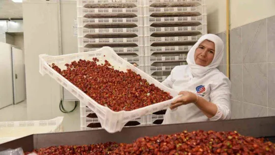 Biberiyede sezonun son ürünleri hasat ediliyor