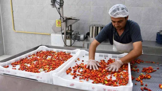 Biberiyede sezonun son ürünleri hasat ediliyor