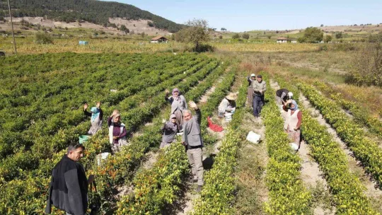 Biberiyede sezonun son ürünleri hasat ediliyor