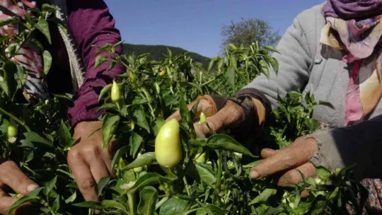 Biberiyede sezonun son ürünleri hasat ediliyor