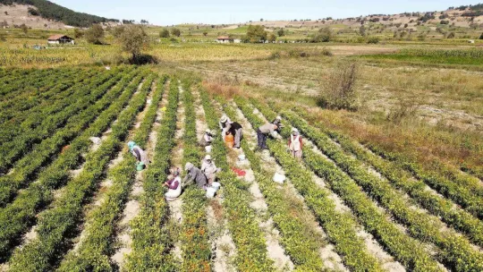 Biberiyede sezonun son ürünleri hasat ediliyor