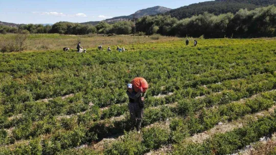 Biberiyede sezonun son ürünleri hasat ediliyor